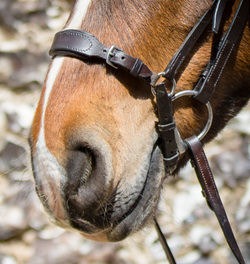 Drop noseband