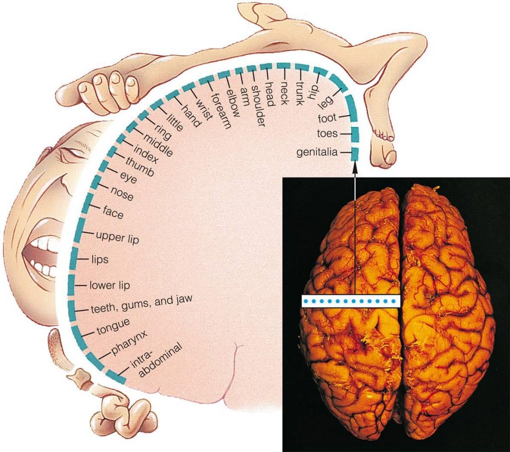 somatosensory_cortex